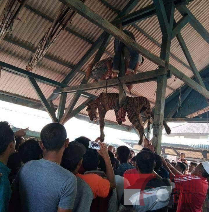 Photo, Bangkai Harimau sumatera yang telah dibunuh warga, digantung dububungan rumah pertanda bahwa harimau tersebut tidak lagi mengganggu warga Madina.