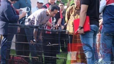 Photo of Jokowi Kagumi Juri Jujur, Burungnya  Kalah di Perlombaan