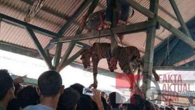 Photo of Hewan Langka (Harimau Sumatera) Dibunuh Warga Madina, Alasannya?