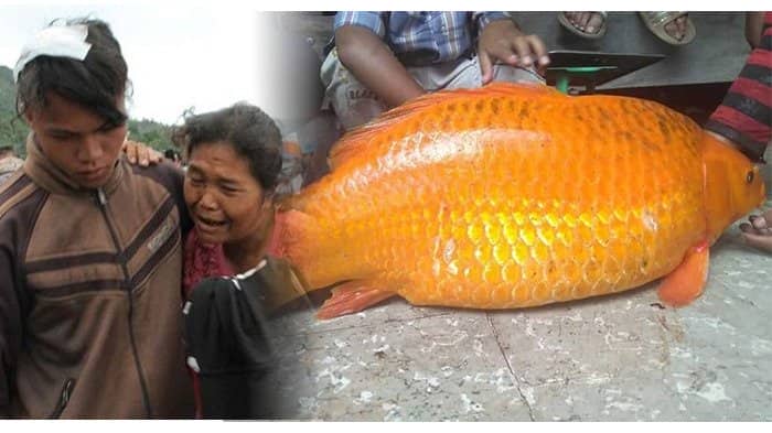 Ikan Emas Pembawa Petaka Di Danau Toba?