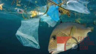 Pecinta Laut, Selamatkan Laut Dari Sampah Plastik