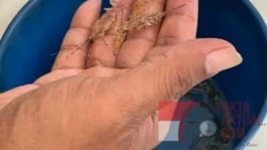 Bea Cukai Batam Kembali Berhasil Gagalkan Penyelundupan Benih Baby Lobster Senilai Rp9 Miliar