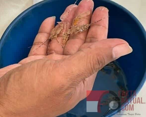 Bea Cukai Batam Kembali Berhasil Gagalkan Penyelundupan Benih Baby Lobster Senilai Rp9 Miliar
