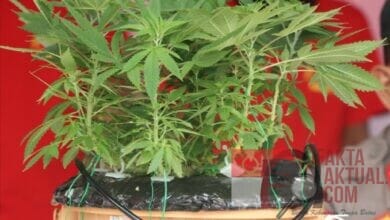 Tanam Ganja Dibatam,Sat Resnarkoba Polresta Barelang Ungkap Pelaku Dan Tindak Pidana Narkotika Jenis Sabu Tanam Ganja Dibatam,Sat Resnarkoba Polresta Barelang Ungkap Pelaku Dan Tindak Pidana Narkotika Jenis Sabu