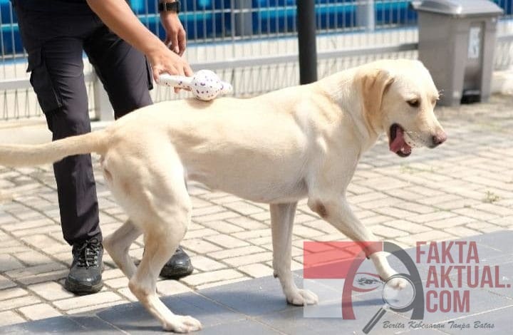 Oriel, Anjing Pelacak Baru Bea Cukai Batam, Siap Menjaga Negeri dari Ancaman Narkotika Oriel, Anjing Pelacak Baru Bea Cukai Batam, Siap Menjaga Negeri dari Ancaman Narkotika