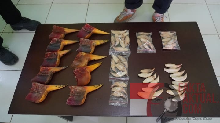 Bea Cukai Batam Gagalkan Penyelundupan Barang Kiriman Berisi Paruh dan Taring Satwa Dilindungi Bea Cukai Batam Gagalkan Penyelundupan Barang Kiriman Berisi Paruh dan Taring Satwa Dilindungi